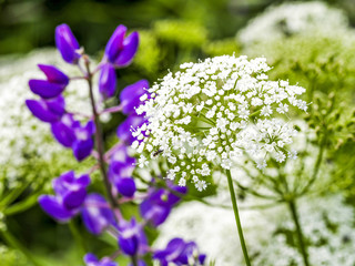 Lupines, Sweden, Soedermanland