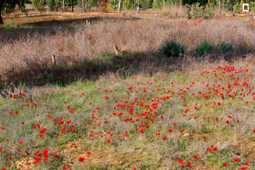 Field of red anemones, Shokeda forest, Israel