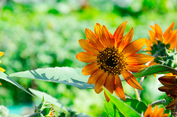 The Super On top gold Sunflower.