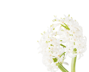 Hyacinth flower isolated on white background. Spring, gardening concept.
