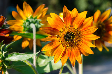 The Super On top gold Sunflower.