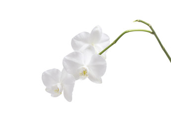 Fototapeta na wymiar Flower orchid. White.