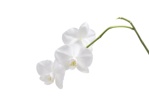 Flower orchid. White.