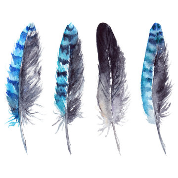 Watercolor black and blue jay feather set isolated