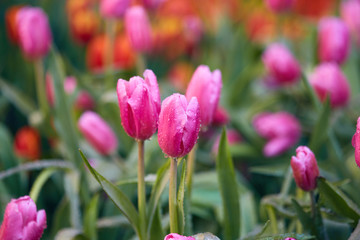 The beautiful Tulip flowers.