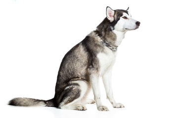 Alaskan Malamute sitting sideways, isolated on white