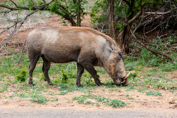 African Warthog (Phacochoerus africanus)