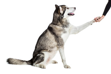 Alaskan Malamute sitting in front of white background