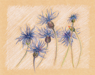Blue cornflowers floral craft sketch vintage retro