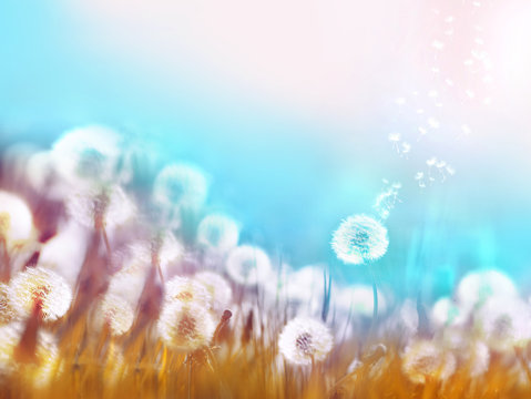 Spring summer floral border template. Air glowing dandelions flying in wind with soft focus sun morning outdoors macro on light blue background. Romantic dreamy artistic image.
