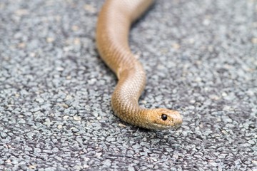 Wild Eastern brown snake in Canberra, Australia