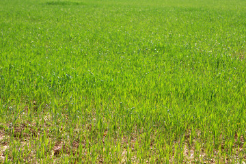 Obraz premium Photo of fresh green grass at the spring