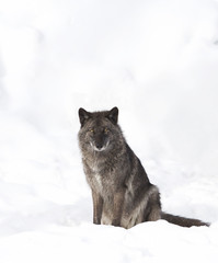 Naklejka premium Black wolves (Canis lupus) isolated on a white background sitting in the winter snow in Canada