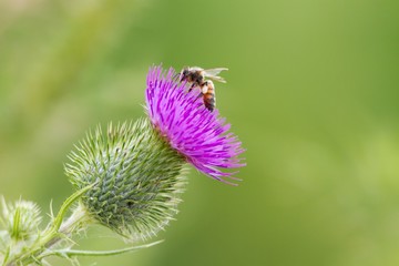 European honey bee collecting pollen from a thistle