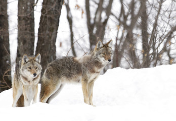 Two Coyotes standing in the winter snow in Canada