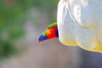 Rainbow lorikeet looking out of a hole in a gumtree