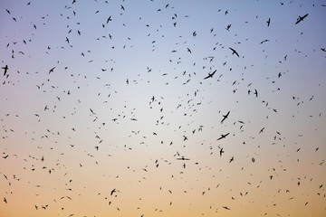 Flock of birds. Swifts arrived