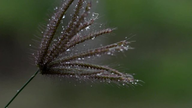 Flower in nature