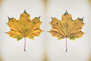 Maple Leaf.  Vector illustration.