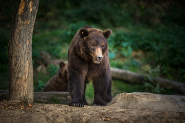 Fototapeta premium Brown bear (Ursus arctos)