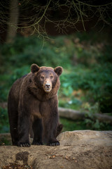 Fototapeta premium Brown bear (Ursus arctos)