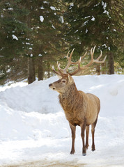 Naklejka na ściany i meble Elk with large antlers walking through the winter snow