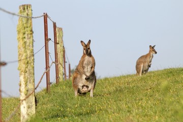 Eastern Grey Kangaroos sitting next to a fence