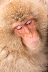 Japanese Macaque (snow monkey) in Nagano