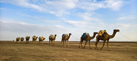 Transport de plaques de sel à dos de chameau, lac Karum, Danakil, Afar Ethiopie