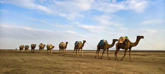 Photo sur Plexiglas Chameau Transport de plaques de sel à dos de chameau, lac Karum, Danakil, Afar Ethiopie