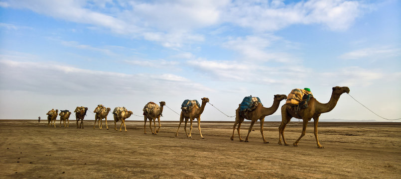 Transportation of salt slabs on camel, Karum lake, Danakil, Afar Ethiopia
