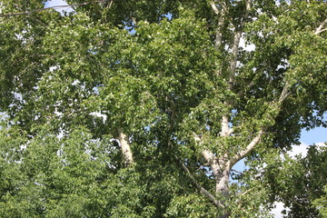 Green foliage of poplar, illuminated by the sun. Mid summer 8161