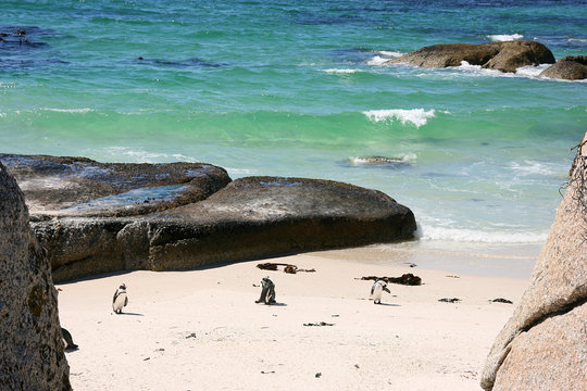 African penguins at Bolders Beach. Cape Town, South Africa