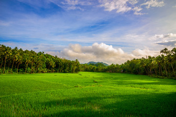 Scenic view of the countryside in Bohol Philippines