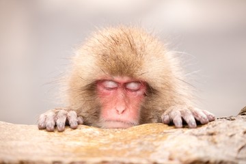 Snow Monkey (Japanese Macaque) resting