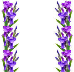 spring flowers iris isolated on white background.