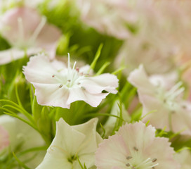 Pink and white sweet-william like spring background outdoor