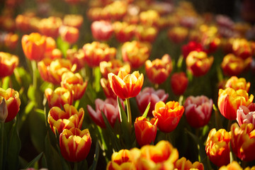 The beautiful Tulip flowers.
