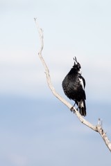 Australian magpie singing early in the morning