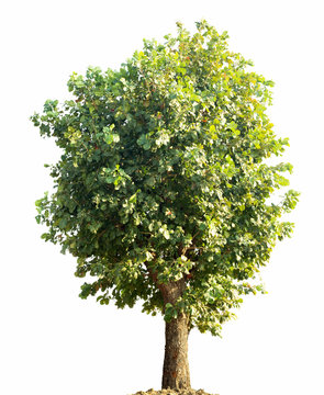 Tree isolated background,Iron wood tree is deciduous isolated on white background (Pyinkado).