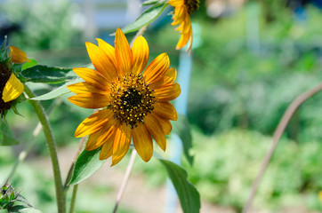 The Top of sunflower leaf.