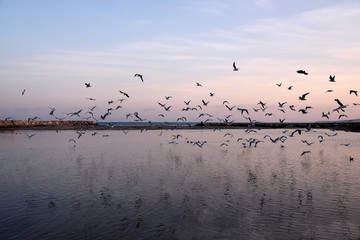 Vol de mouettes au coucher de soleil