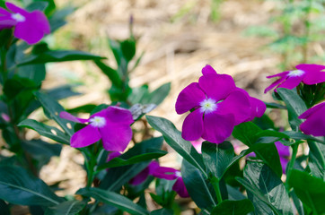The Super top of Purslane with my green Yard