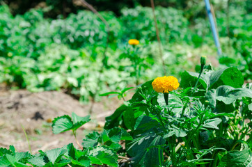 The Tree Top of Marigold Flower