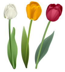 White, red and yellow tulip flower