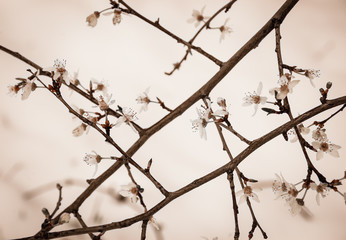 Fototapeta na wymiar Sudden winter in spring. Fruit tree blossoms against snow background. Sepia. Selective focus and shallow depth of field. 