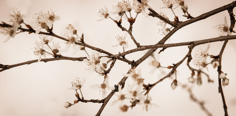 Sudden winter in spring. Fruit tree blossoms against snow background. Sepia. Selective focus and shallow depth of field. 