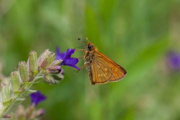 Rostfarbener Dickkopffalter
