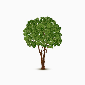 Abstract green vector tree on white background