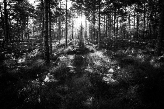 Forest in sun